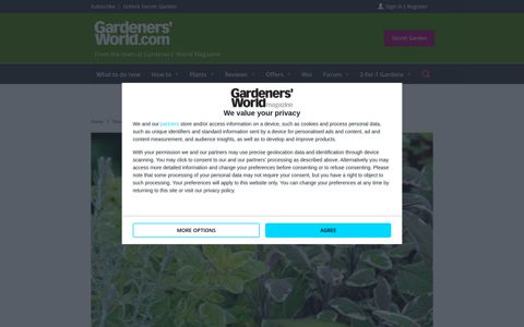 Evergreen Herbs - BBC Gardeners' World Magazine