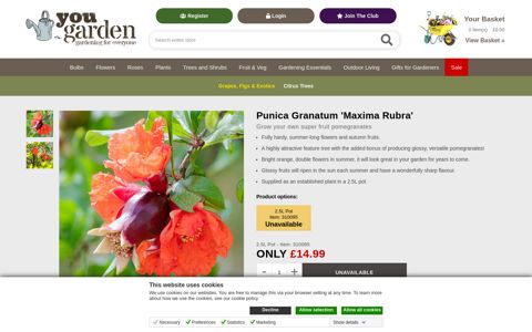 Punica Granatum 'Maxima Rubra' | YouGarden