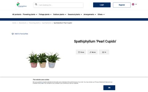 Spathiphyllum 'Pearl Cupido' | Spathiphyllum | Spathiphyllum ...