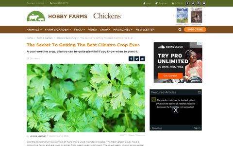 The Secret To Getting The Best Cilantro Crop Ever - Hobby ...
