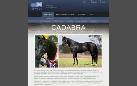 Cadabra - ICEWOOD | Australian Stock Horses & Training