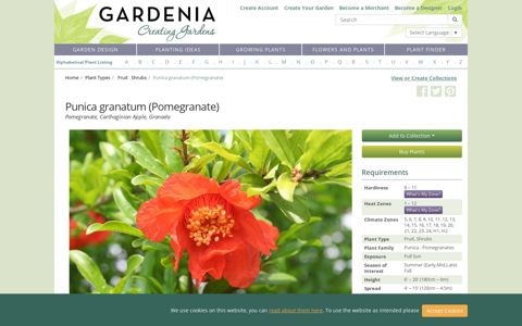 Punica granatum (Pomegranate) - Gardenia.net