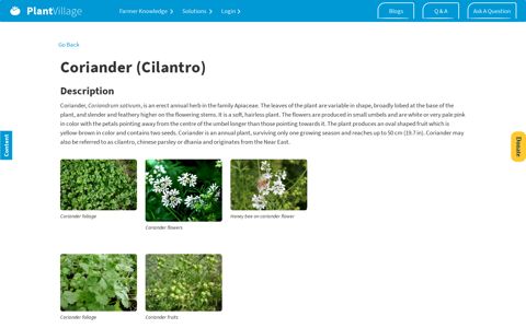 Coriander (Cilantro) | Diseases and Pests, Description, Uses ...