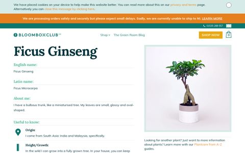Ficus Ginseng | Ficus Microcarpa – Bloombox Club
