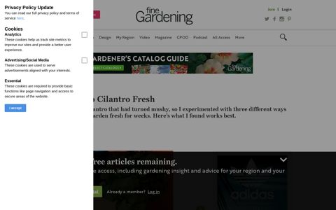 How to Keep Cilantro Fresh - FineGardening