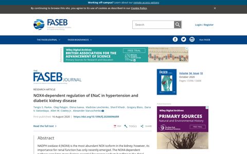 NOX4‐dependent regulation of ENaC in hypertension and ...