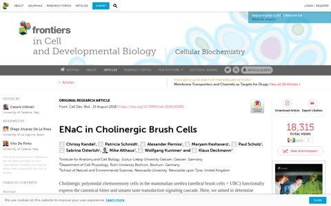 ENaC in Cholinergic Brush Cells | Cell and ... - Frontiers