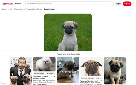 User-Verifikation | Mops, Tiere, Hunde - Pinterest
